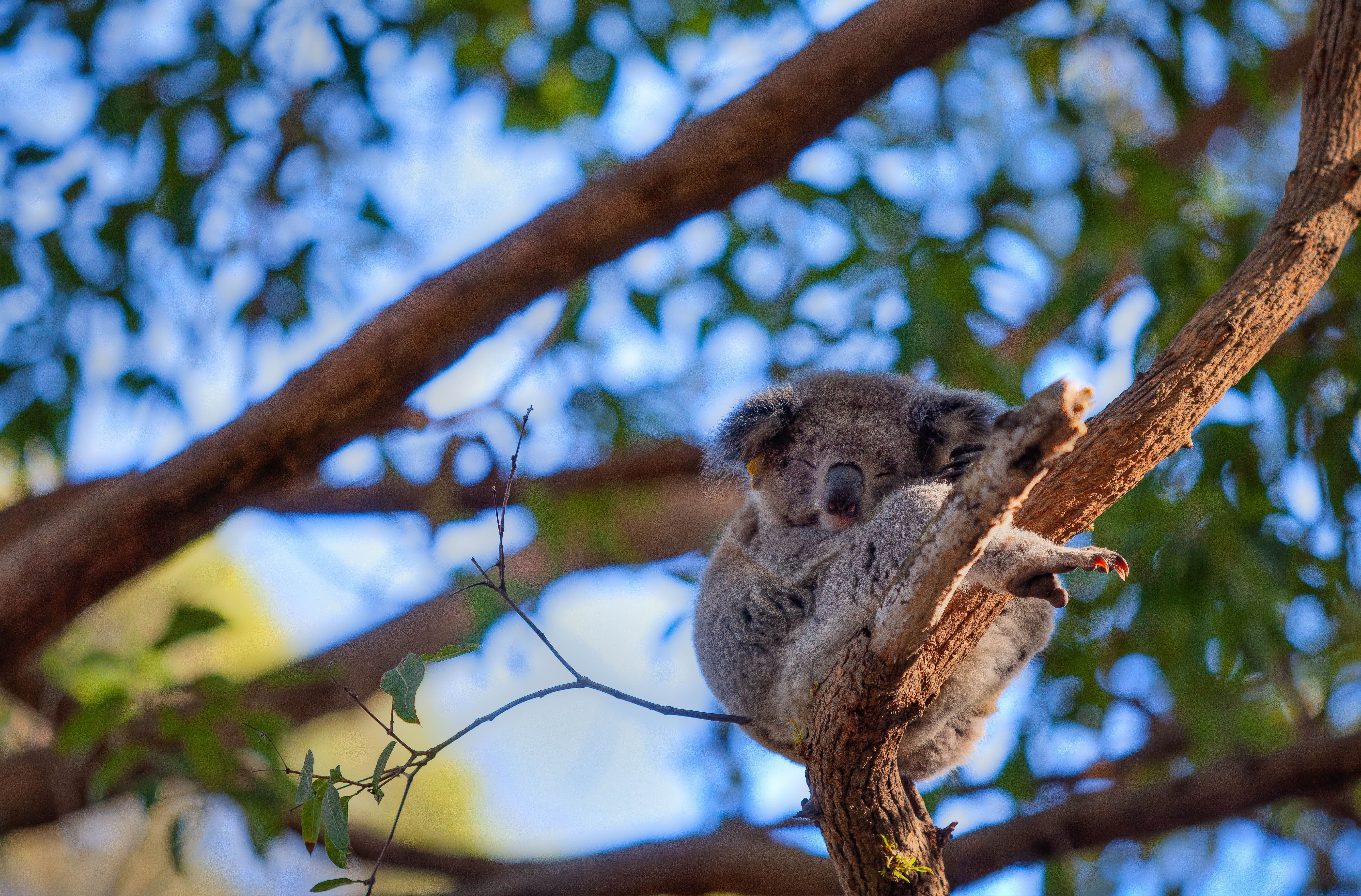 Koalas - Port Macquarie