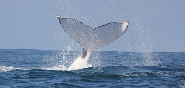 Whale Watching - Port Macquarie