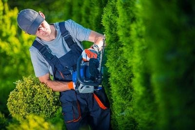 Landscaper cutting a hedge