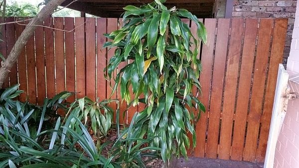 20170617_chunky-picket-side-fence