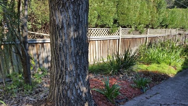 Before 1 - Boundary fence was not 1.8m high