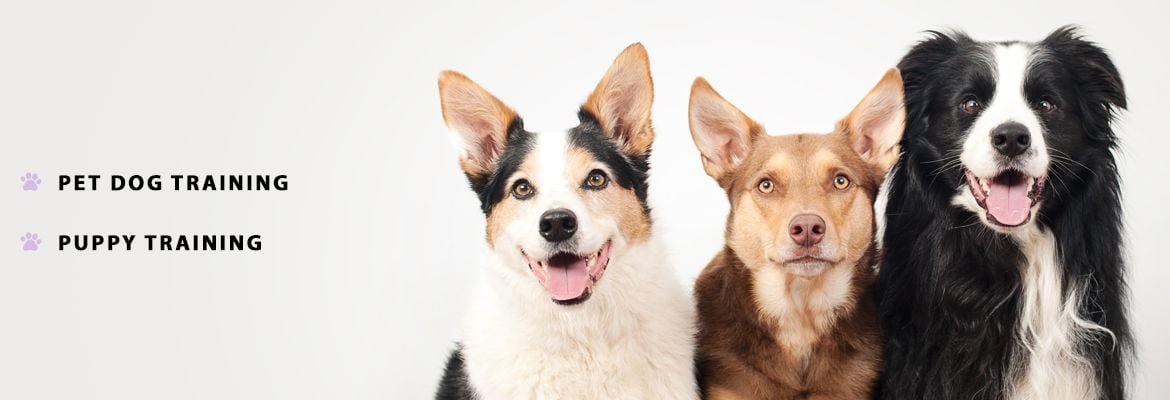 Pet Dog Training Pet Dog and Puppy Training