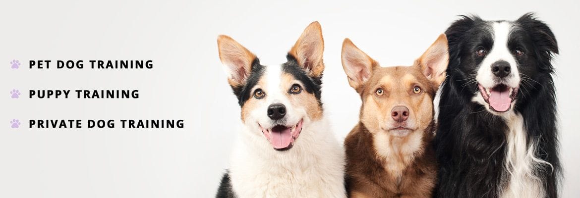 class information woof and wags pet dog training central coast