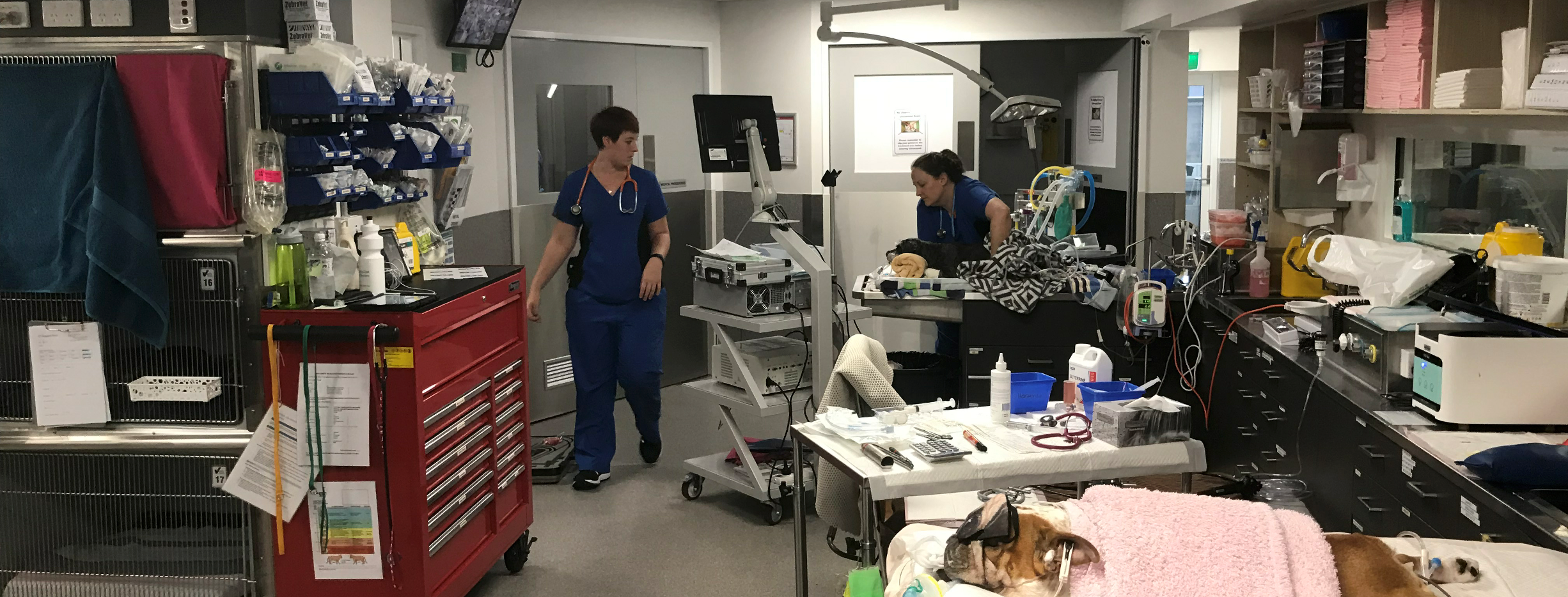 Small animal surgery residence in Brisbane Small animal surgery residence in Brisbane