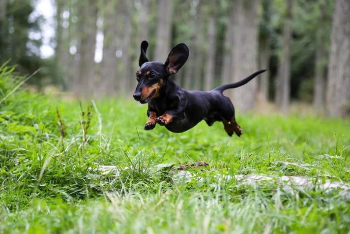 Intervertebral Disc Disease | Brisbane & Gold Coast Vets Intervertebral Disc Disease | Brisbane & Gold Coast Vets