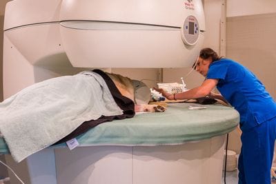 Dog X-Ray | Gold Coast Vet Dog X-Ray | Gold Coast Vet