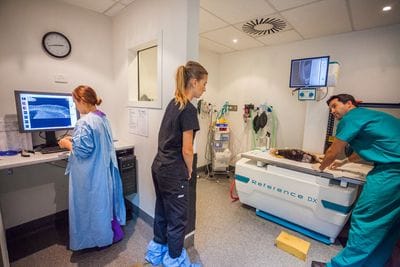 Dog Diagnostic Imaging | Gold Coast Vet Dog Diagnostic Imaging | Gold Coast Vet