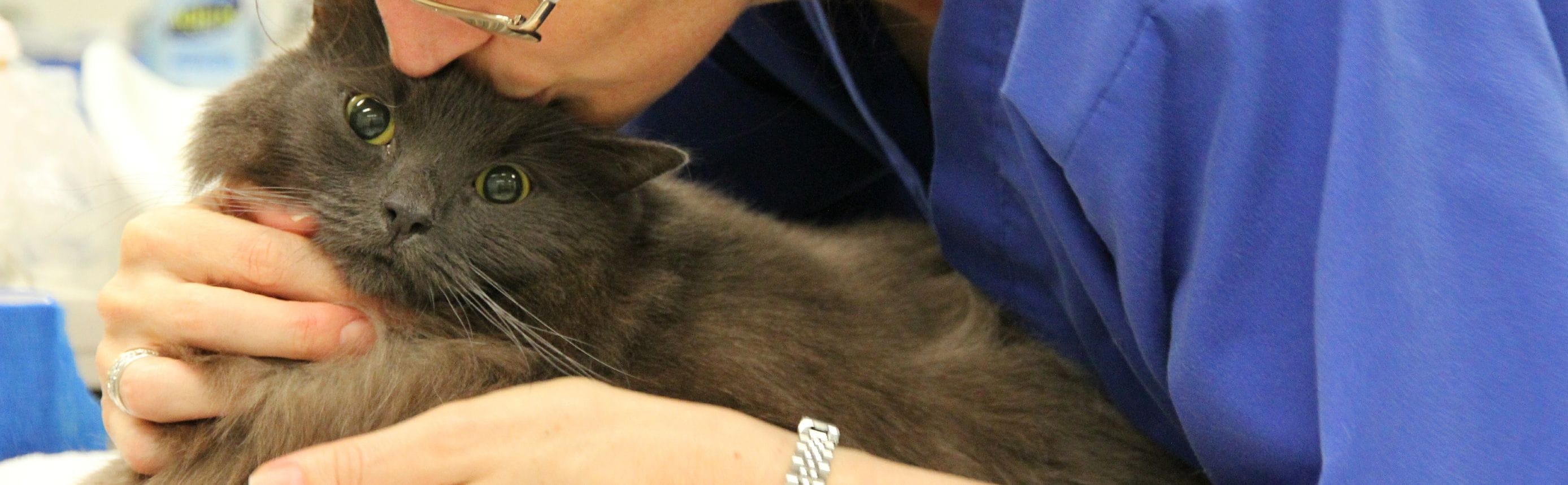 VSS is a cat friendly clinic VSS is a cat friendly clinic