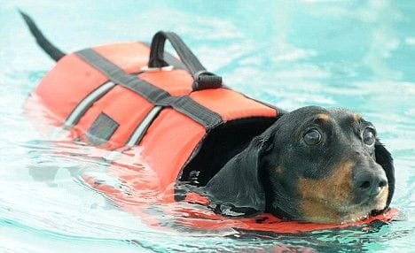 Intervertebral Disc Disease | Brisbane & Gold Coast Vets Intervertebral Disc Disease | Brisbane & Gold Coast Vets