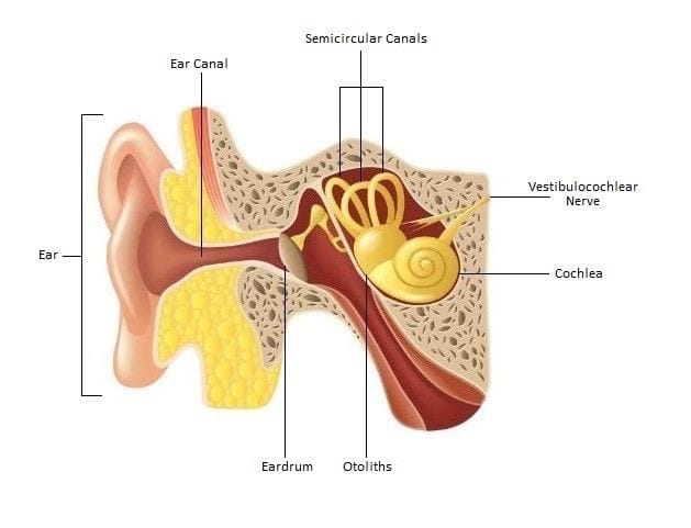 auditory nerve function