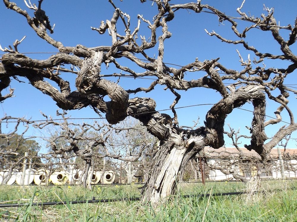 McLaren Vale Oldest Vines, Old Bush Vines
