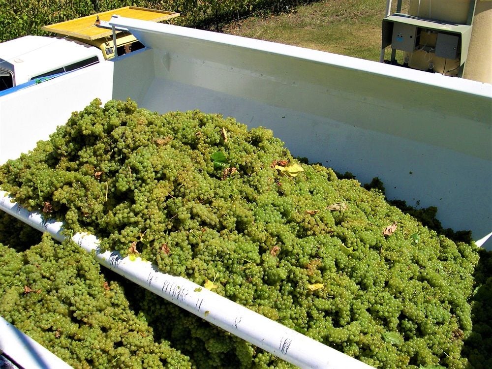 Sparkling Wine, McLaren Vale White Wine