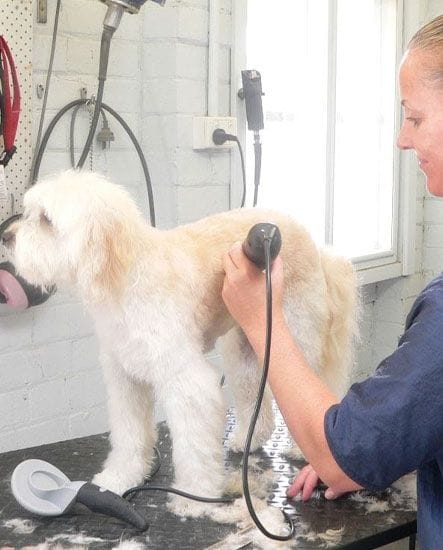 Dog grooming in Gardenvale | North Road Veterinary Centre Pet being Groomed on Vet bench | Pet grooming service | North Road Veterinary Centre