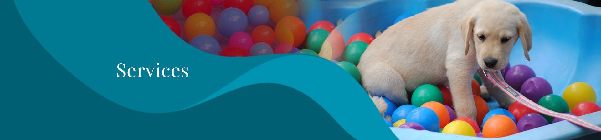 Services and equipment | North Road Veterinary Centre Services and equipment | North Road Veterinary Centre