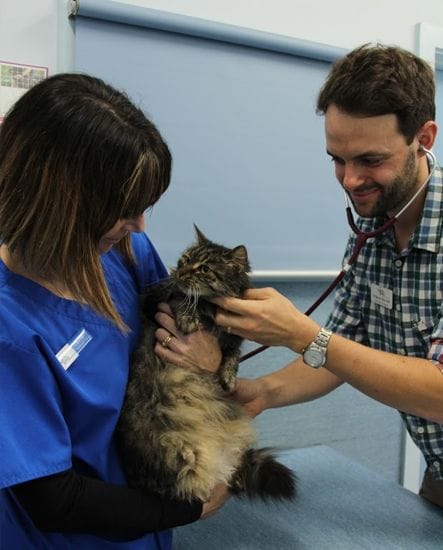 Consultations | Health Care Services | North Road Vet Consultations | Health Care Services | North Road Vet