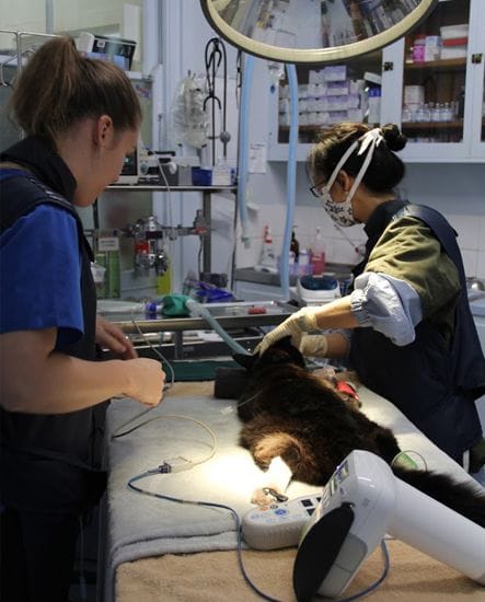 General Pet Surgery in Gardenvale | North Road Vet General Pet Surgery in Gardenvale | North Road Vet