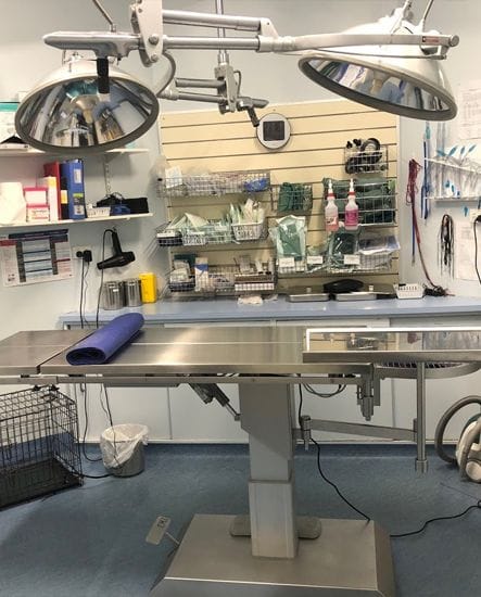 General Pet Surgery in Gardenvale | North Road Vet General Pet Surgery in Gardenvale | North Road Vet