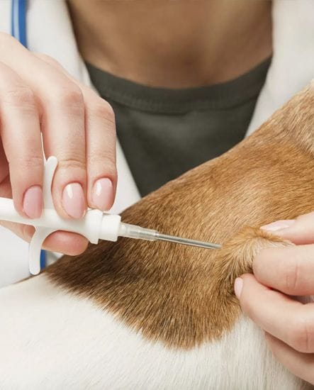 Microchipping | Animal Wellness | North Road Veterinary Centre Microchipping | Animal Wellness | North Road Veterinary Centre