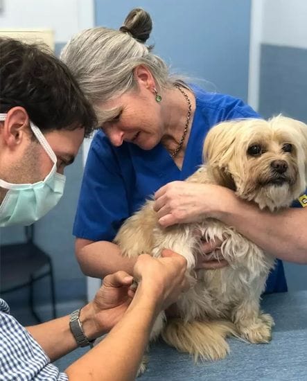 Pet Nail Care | Animal Wellness | North Road Veterinary Centre Pet Nail Care | Animal Wellness | North Road Veterinary Centre
