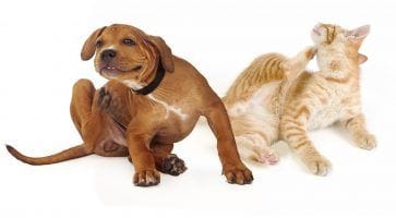 Signs of fleas Signs of fleas