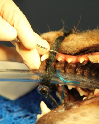 Dentistry | North Road Veterinary Centre Dentistry | North Road Veterinary Centre