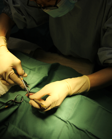 General Pet Surgery in Gardenvale | North Road Vet General Pet Surgery in Gardenvale | North Road Vet