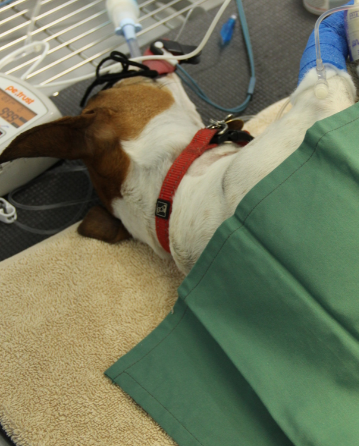 General Pet Surgery in Gardenvale | North Road Vet General Pet Surgery in Gardenvale | North Road Vet