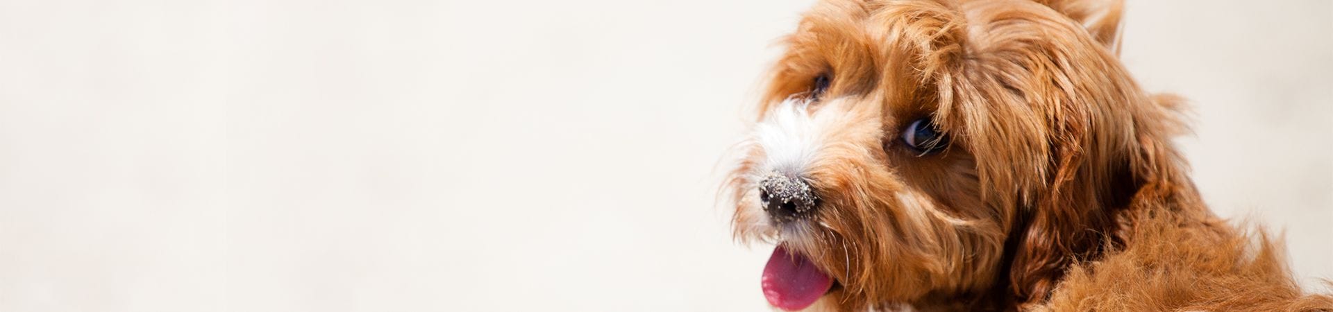 Our Clinic | North Road Veterinary Centre Our Clinic | North Road Veterinary Centre
